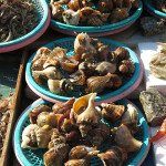 With still a refrigerator full of food in our camper that needed to be eaten before we shipped it to California we resisted buying a few delicious snails, muscles and clams.