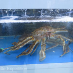 These snow crabs, similar to Alaskan King Crab's, were obviously featured on this restaurant's menu. We selected a nice size one for lunch but suddenly lost our appetite when we found it would set us back about $135.