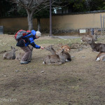 The city park in Nara, (the ancient capital of Japan and terminus of the maritime Silk Road), had herds of friendly deer looking for handouts. The kiosks sold special deer food for the tourists.