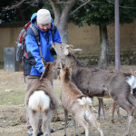 Japan Parks & Temples 23