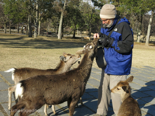Gary is feeding the deer in Narin's City Park.