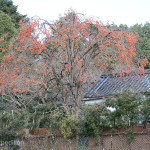 We couldn’t resist of taking a photo of this beautiful persimmon tree loaded with fruit.