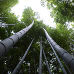 The Arashiyama Bamboo Grove was amazing. Some of the trunks were over 7 inches in diameter.