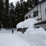 Snow Monkeys Japan 6 06