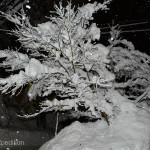 As the new storm moved in, the view from our window was magical.