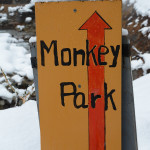 Snow Monkeys Japan 6 11