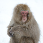 Japanese Macaques were so much fun to watch. They ignored all the dumb tourists constantly snapping photos.