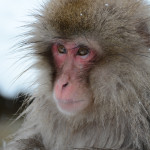 Snow Monkeys Japan 6 14