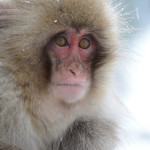 Snow Monkeys Japan 6 17