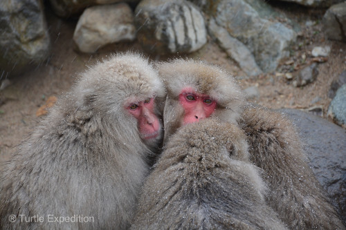 When they are not in the hot springs or feeding, the Japanese Macaques huddle together to stay warm.