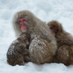 Snow Monkeys Japan 6 23