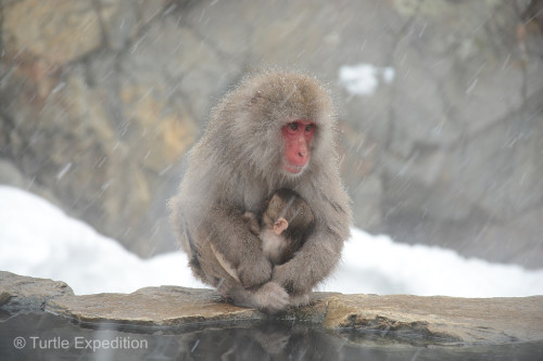 We loved watching the baby snow monkeys cuddling and nursing.