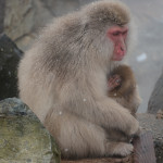 Snow Monkeys Japan 6 29