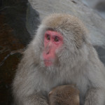 Snow Monkeys Japan 6 30