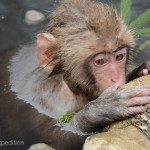 Snow Monkeys Japan 6 38