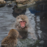 Snow Monkeys Japan 6 39