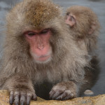 Snow monkey babies often hitch a ride on the back of their mothers.