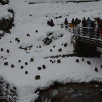 When the rangers threw out rice, the monkeys quickly ran to pick up every grain in the snow using both hands.