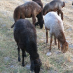 We were joined by a small herd of fat tail sheep that have always fascinated us.