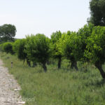 Roadsides were lined with mulberry trees to provided food for the all-important silkworms.