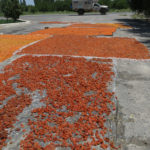 Villagers were drying apricots, a delicious specialty of the region.