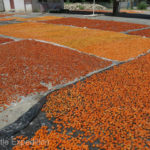 Villages were drying apricots, a delicious specialty of the region.