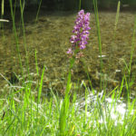 To Monika’s surprise, she spotted a swamp orchid just like the ones growing in Switzerland and there are enormous deserts between the two countries!