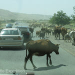 Herds of cows on the road was normal. I'm glad we weren't in India. If you hit a cow there, we have been told, they will beat you with sticks.