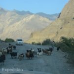 Herds of cows on the road were replaced by herds of goats and sheep, perhaps a sign of the increasing altitude.