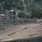 Wheat was probably harvested with a hand scythe and neatly tied in bundles. The two antennas on top of this house in the background showed a sign of prosperity or were they placed by the military for security reasons?