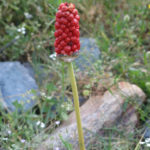 Always looking for flowers, Monika spotted this beautiful seed head of an Arum Orientale (Aronstab) on the side of the road. She finds it fascinating to discover plants that have spread throughout Eurasia!