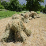 Wheat and barley had already been harvested .