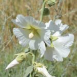 Perhaps because of the better soil there was an abundance of wild flowers along the road. (hollyhock -Alcea- native to Europe and Asia)