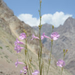 A penstemon?