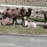 We wondered if these camels were descendants from the caravans that once passed through this corridor. They were sitting in no-man’s land on an island in the Pamir River dividing Tajikistan and Afghanistan.