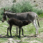 Wakhan Corridor Tajikistan #5 16