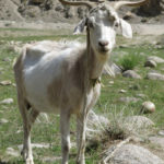 This goat gave us a nod of approval but we were looking for its cousins, the famous Marco Polo Bighorn Sheep.