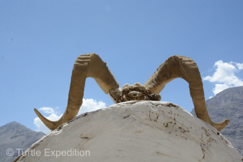 A Marco Polo big horn sheep skull offering on a road side shrine.