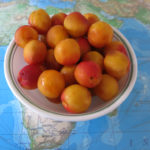 We could resist buying another half bucket of freshly picked high-altitude apricots.