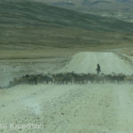 A herd of goats on the road was a sure sign of civilization ahead.