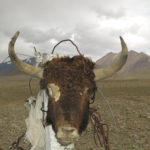 Looks like this yak didn’t make it across the road.