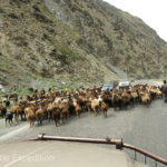 Horses on the highway were more of a danger than the herds of fat-tail sheep. They can spook and move quickly.