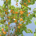 Down the beach from our camp we found an abandoned apricot tree just asking to be picked. Did we need more?