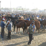 Horses were a key attraction and there were hundreds of them.