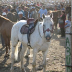 No nags here. Many of good looking animals had the conformation of an American Quarter Horse.