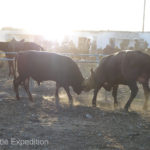 These two bulls were not agreeing about something, or maybe they were just showing off.