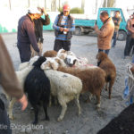 The fat tail sheep were a popular breed. Their fatty tails are considered a delicacy, often preferred over leaner meat.