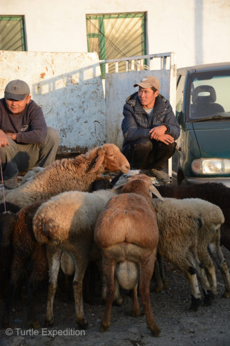 This local Kyrgyz was patiently waiting for someone to buy one of his fat tail sheep.