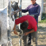 In one corner of the market a farrier made quick work of re-shoeing horses.