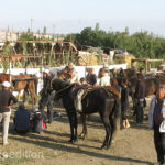 The farrier drew many spectators. You can spot Gary in the background.